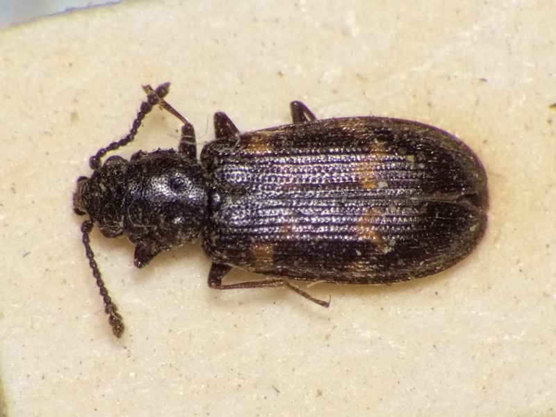 Phloeostichus denticollis W. Redtenbacher, 1842